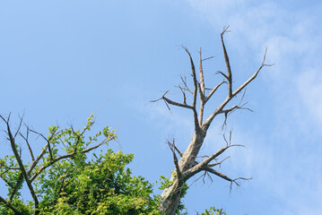 Tree branches without green leaves and big dry branch in resort park on sunny day. Strong branches in blossoming green tree against clean blue sky