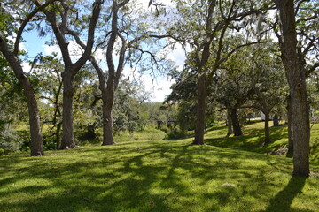 Fototapeta na wymiar Cane plantation garden full of trees and green grass, West Columbia, Texas
