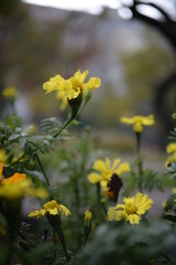 yellow-orange blackberry, marigolds close-up background, on a sunny day, blurred background, flower tagetes close-up on a green background on an autumn sunny day, orange marigold color, red flowers
