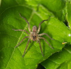 Wolf spider (Lycosidae) on green leaves hunting in a suburban backyard facing the camera. Common species found worldwide.