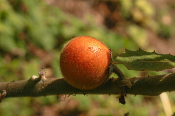 ripe lulo ready to eat
beautiful lulo in harvest season

