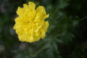 yellow-orange blackberry, marigolds close-up background, on a sunny day, blurred background, flower tagetes close-up on a green background on an autumn sunny day, orange marigold color, red flowers