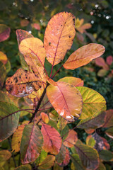 Obraz premium Autumn leaves after the rain