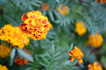 yellow-orange blackberry, marigolds close-up background, on a sunny day, blurred background, flower tagetes close-up on a green background on an autumn sunny day, orange marigold color, red flowers
