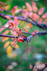 Rowan in autumn