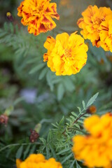 yellow-orange blackberry, marigolds close-up background, on a sunny day, blurred background, flower tagetes close-up on a green background on an autumn sunny day, orange marigold color, red flowers