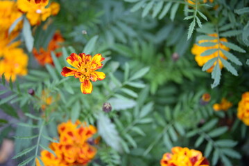 yellow-orange blackberry, marigolds close-up background, on a sunny day, blurred background, flower tagetes close-up on a green background on an autumn sunny day, orange marigold color, red flowers