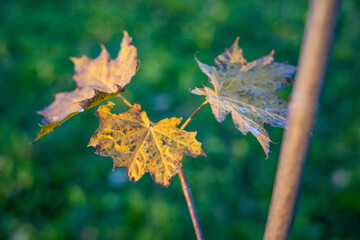 autumn maple leaves