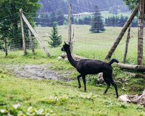 Black alpaca at a farm in Austria