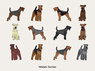 Welshie colors. Cute Welsh Terrier dogs characters in various poses, design for print, adorable and cute cartoon vector set, WT in different poses. All popular colors.Dog Drawing collection, Welsh set