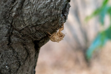 Obraz premium Cicada nymph shell on a tree trunk