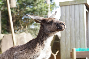 kangaroo int the zoo