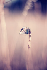 Motyl modraszek na letniej łące © anettastar