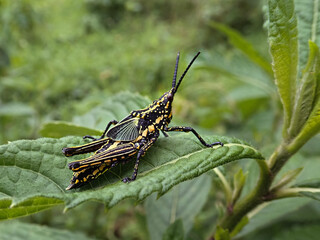 grasshopper on a branch