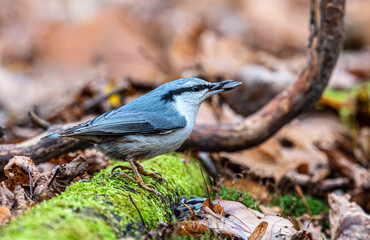 A small gray-white bird Sitta europaea sits on a log overgrown with moss
