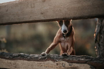 Pies whippet wskoczył na drewniane ogrodzenie - obrazy, fototapety, plakaty