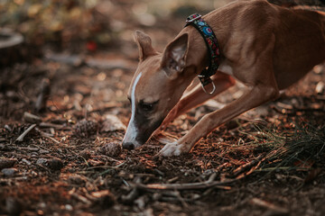 Pies whippet węszy w ziemi szukając nosem