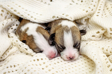 Adorable Welsh Corgi puppies lie on bed covered with soft white lacy plaid. Blind newborn doggies sleep in comfort at home closeup