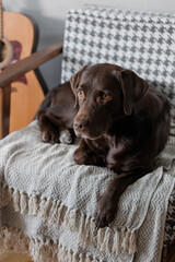 dog chocolate Labrador retriever is lying at home on a chair. a domestic thoroughbred dog is resting after a walk and a game. the pet is a cute Labrador with sad eyes. food and clothing for dogs