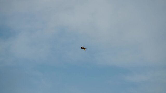 a kestrel (Falco tinnunculus) raptor in flight and hovering looking for prey