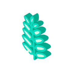 royal fern tropical leaf isometric icon vector. royal fern tropical leaf sign. isolated symbol illustration