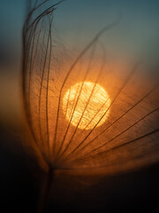 Abstract natural dandelion background close-up on the background of the setting sun