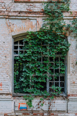 Fototapeta na wymiar Overgrown window of ruined abandoned building