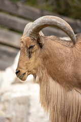 portrait d'un mouflon à manchettes en gros plan