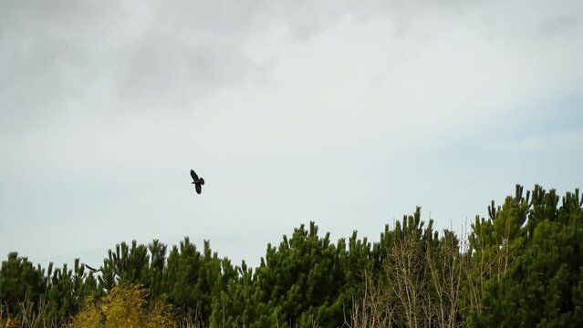 a kestrel (Falco tinnunculus) bird of prey pursued by a pair of Jackdaws (Corvus monedula) 