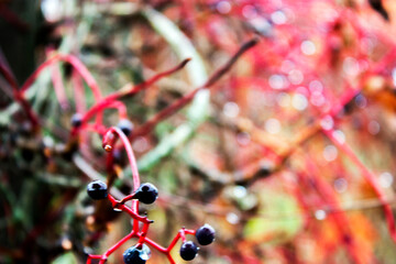 Shrub Parthenocissus quinquefolia after the autumn rain. Raindrops picturesquely hang on the branches of the in late autumn. Small berries on bright red branches, withered red-brown and purple leaves.