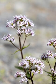 Closeup vertical shot of white Oregano plant on a sunny day