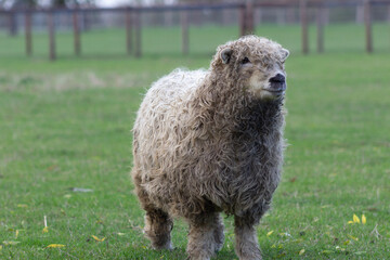 Greyface dartmoor yearling looking around