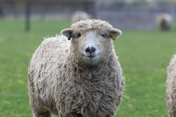 Greyface dartmoor lamb portrait