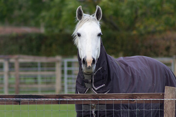 white horse portrait wearing a horse rug, Image shows a beautiful white warmblood mare showjumper...