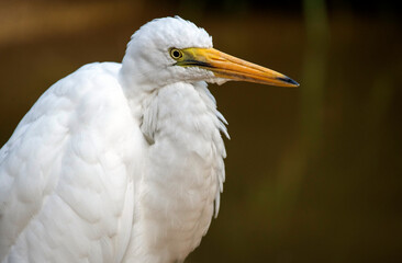 Great Egret (Ardea alba)