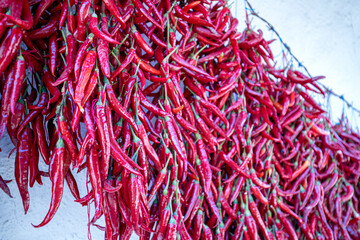 Fototapeta premium Garlands of paprika in the sunlight. Red peppers hung on the wall of the house to dry