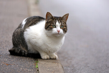 White brown cat sitting on a street and looks worried into distance