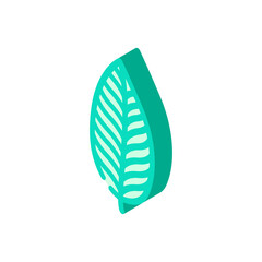 calathea tropical leaf isometric icon vector. calathea tropical leaf sign. isolated symbol illustration