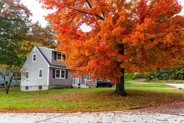 colorful autumn trees and houses in residential area