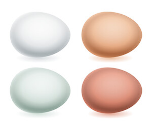 Bird eggs illustration
