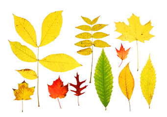Fototapeta premium colorful autumn maple leaves isolated on white background