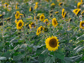 sunflowers in the field