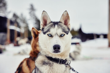a husky looking at the camera in rovaniemi lapland during winter  © Joel
