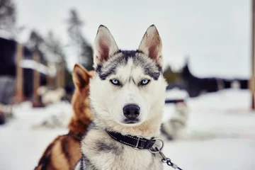 Foto auf Alu-Dibond a real husky looking into the camera with blue eyes and grey fur during winter time for dog sled mushing tour adventure in lapland finland travel tips artic circle green sustainable travel © Joel