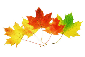 Fototapeta premium colorful autumn maple leaves isolated on white background