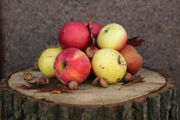 A small heap of ripe red and green apples with acorns are on the oak log.