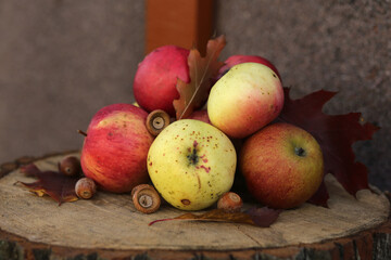 A little heap of green and red apples with acorns are on the oak stump.