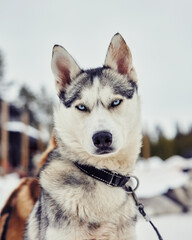 a real husky looking into the camera with blue eyes and grey fur during winter time for dog sled mushing tour adventure in lapland finland travel tips artic circle