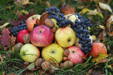 Naklejka na ściany i meble A sweet ripe autumn fruits are on the garden in the ground: red and green apples, blue vinery, walnuts and acorns.