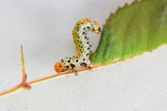 Close-up of a large rose sawfly (Arge ochropus) larva on a pitimini rose leaf